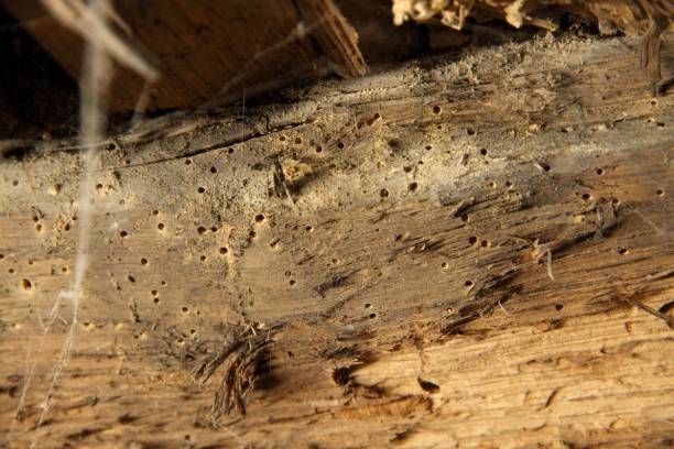 signes infestation insectes xylophages bois