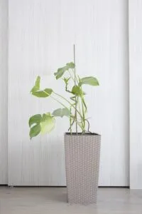 philodendron-Plantes pour purifier air
