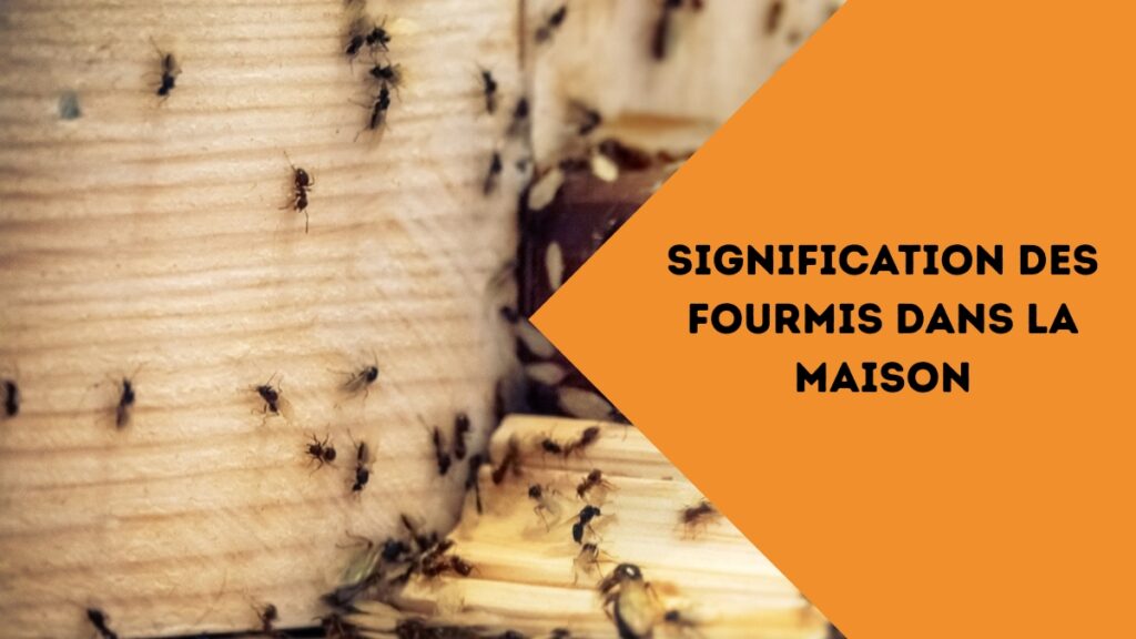 Signification des Fourmis dans la maison