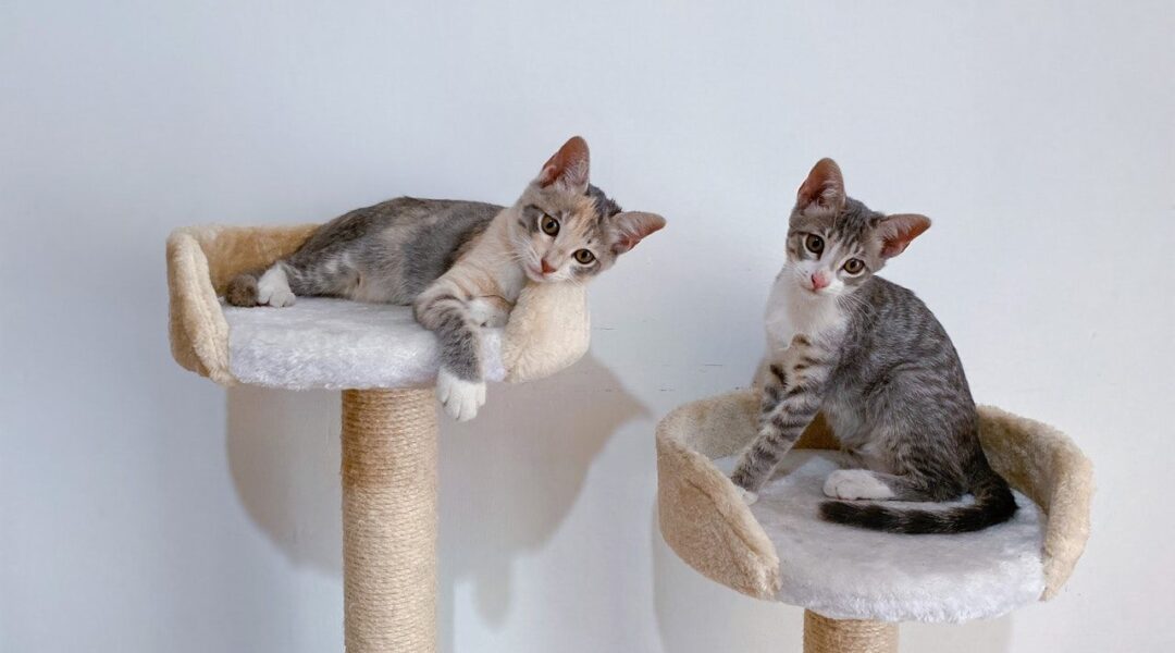 arbre-a-chat