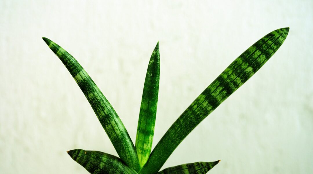 plantes-interieur