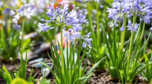 agapanthe