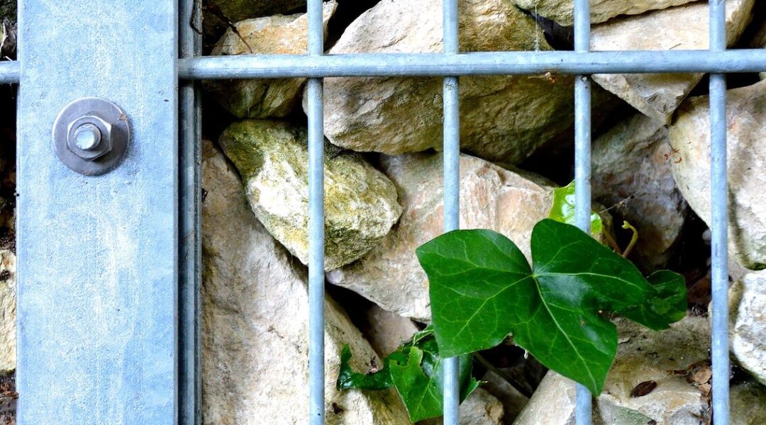 Mur gabion végétal