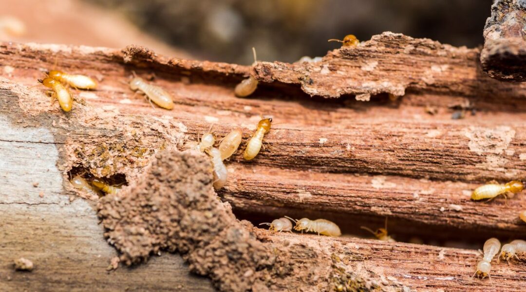 maison-termites-infestation