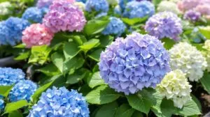 hortensia exposition soleil