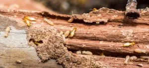 maison-termites-infestation