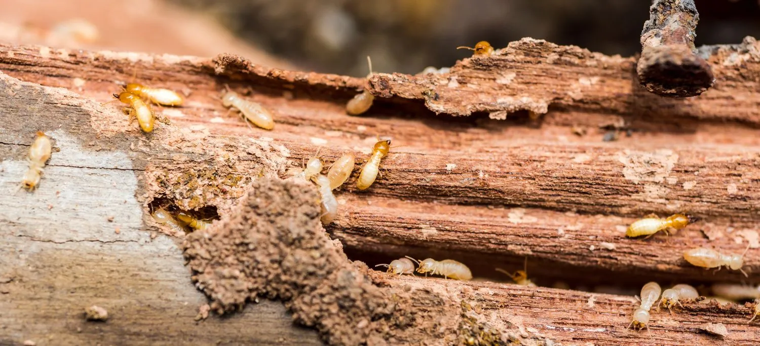 maison-termites-infestation