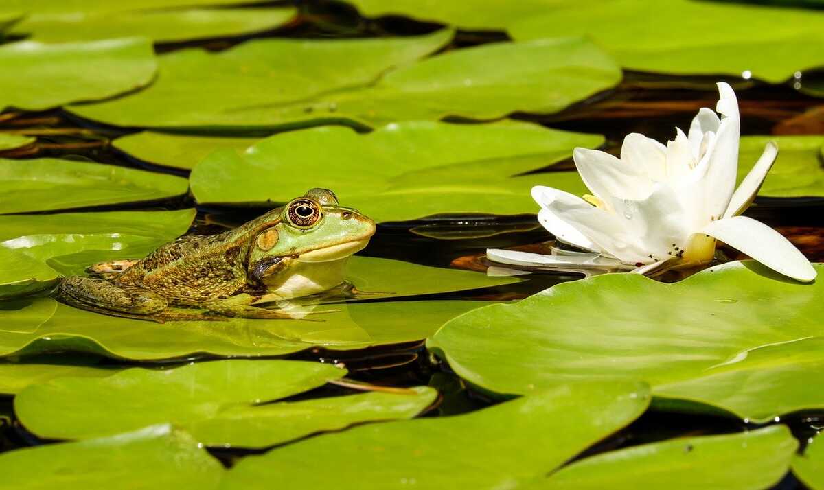 bassin-jardin-nature