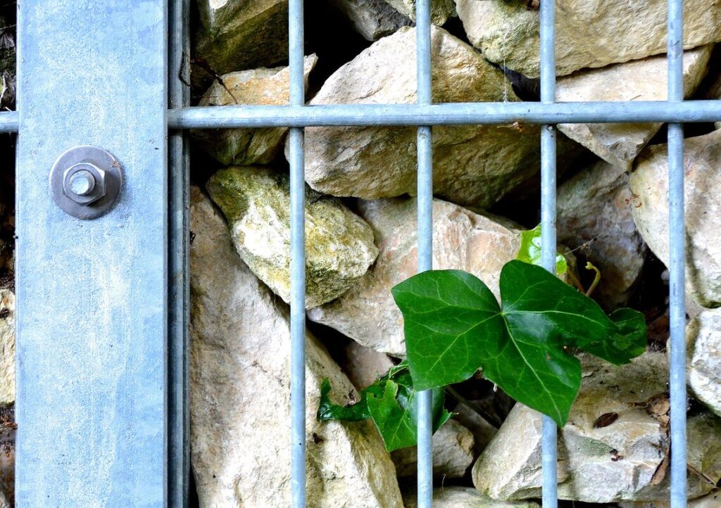 Mur gabion végétal