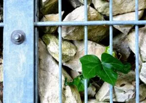 Mur gabion végétal