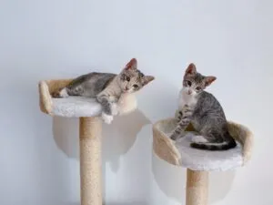 arbre-a-chat