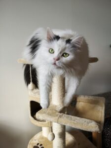 arbre-a-chat-suedois