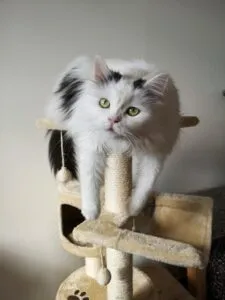 arbre-a-chat-suedois