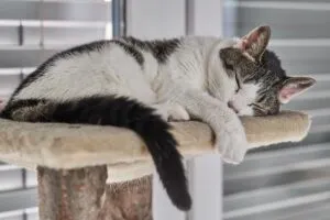 arbre-a-chat-scandinave