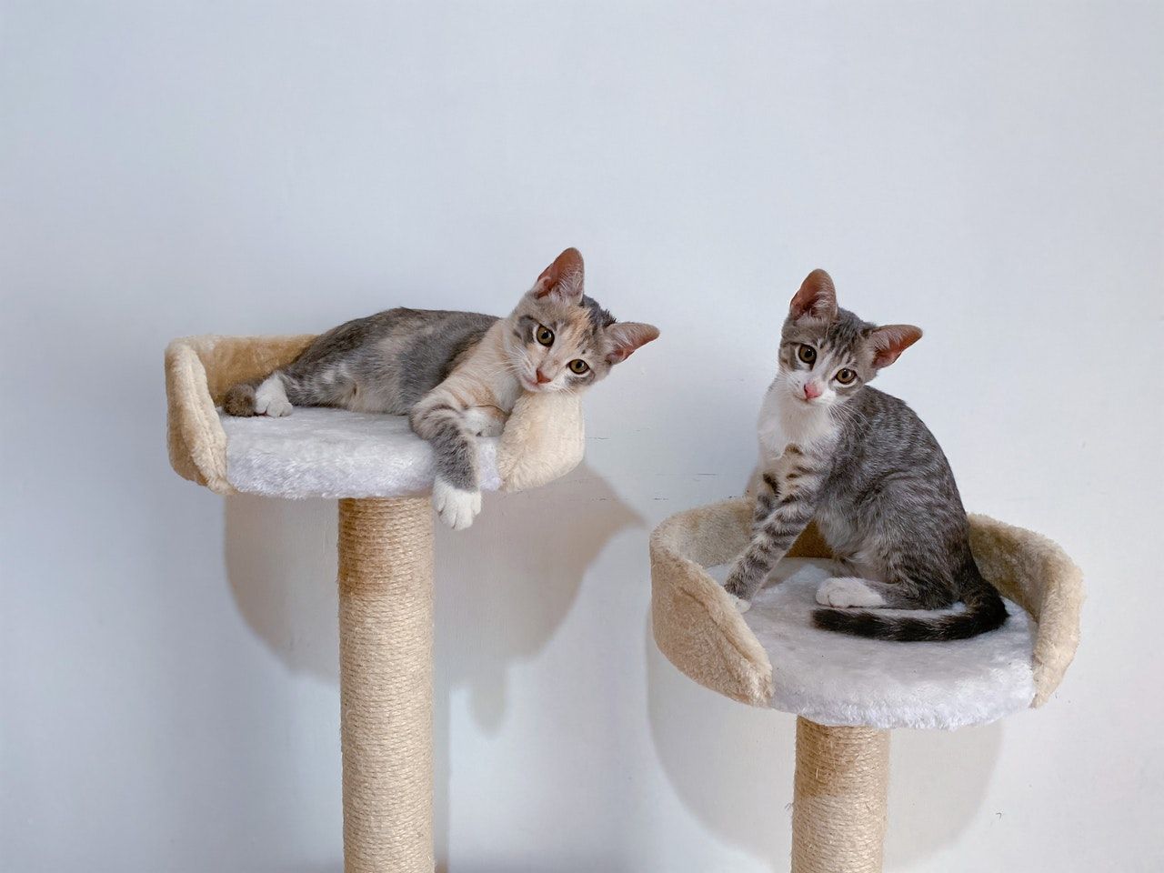 arbre-a-chat