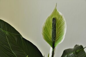 meilleure plante intérieur