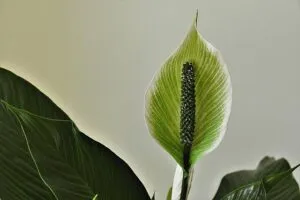 meilleure plante intérieur