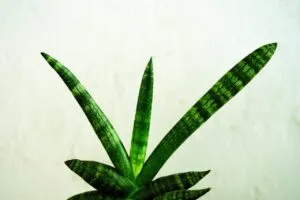 plantes-interieur