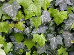 propriete plantes-interieur