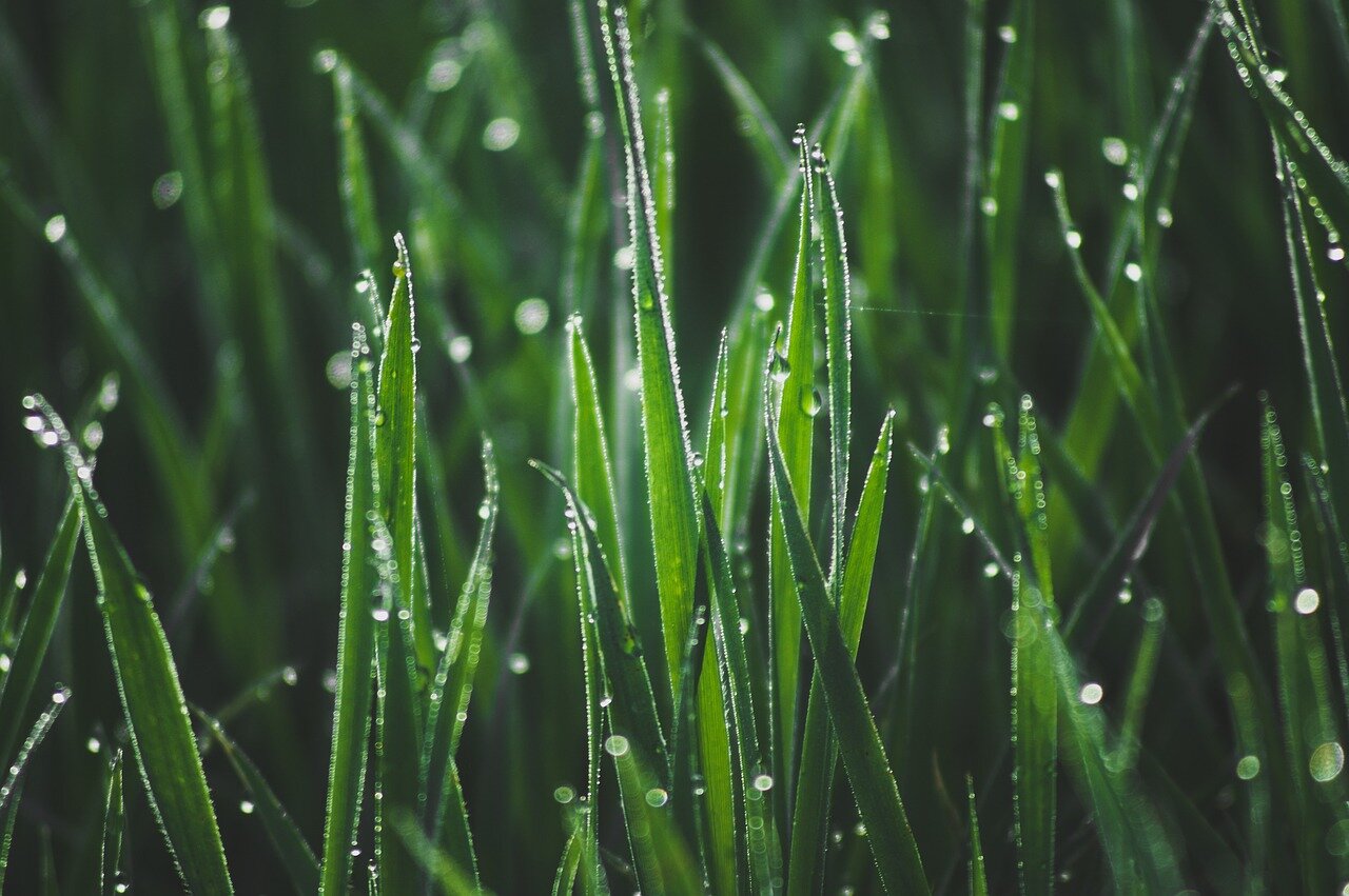 mauvaises herbes