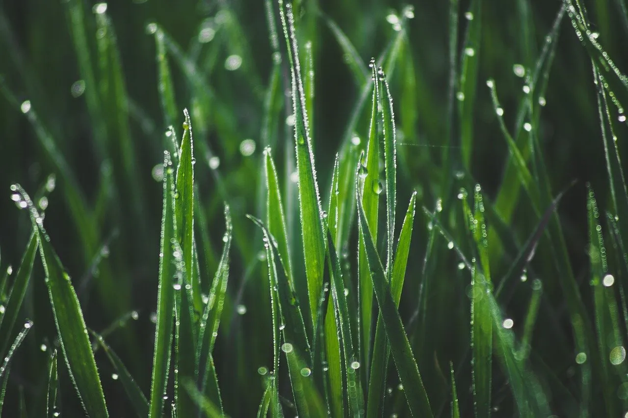 mauvaises herbes