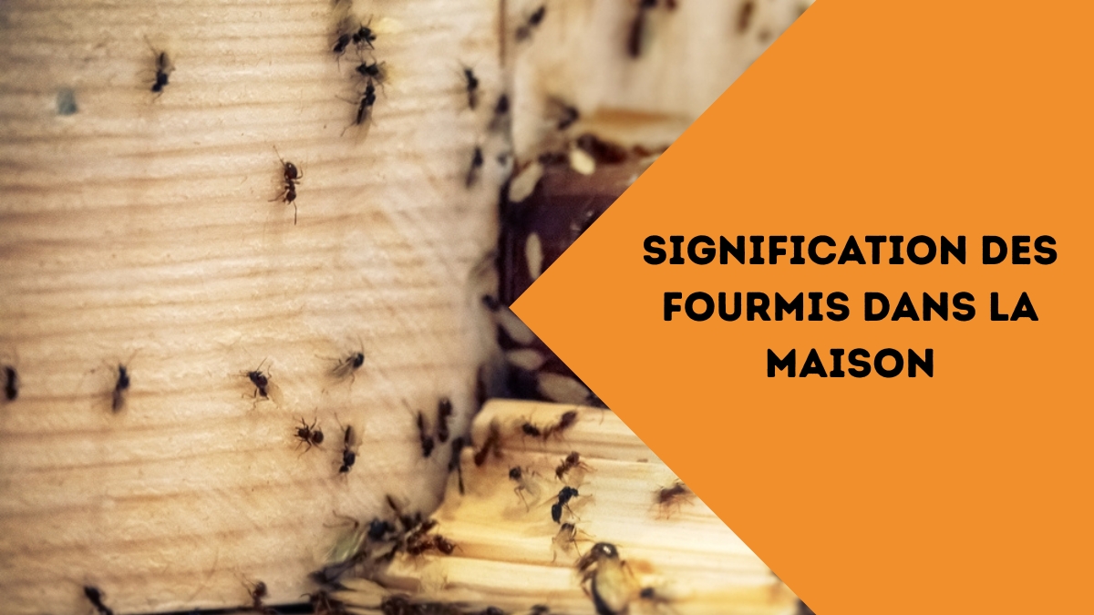 Signification des Fourmis dans la maison
