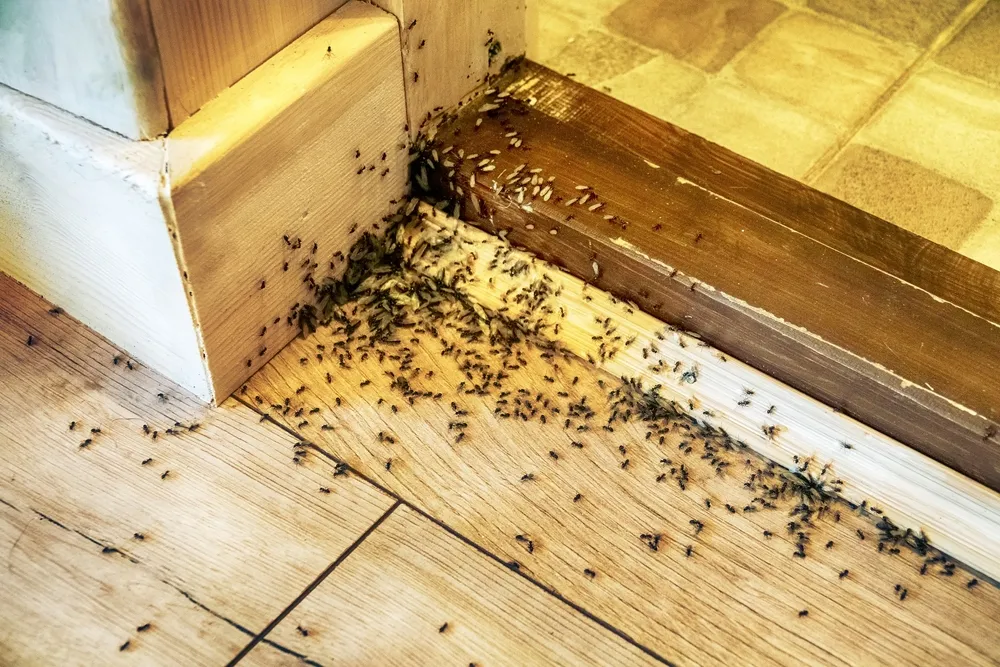 les fourmis dans la maison