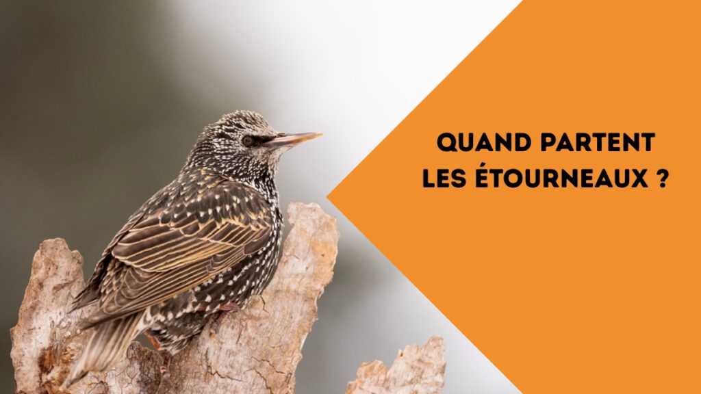 quand partent les étourneaux