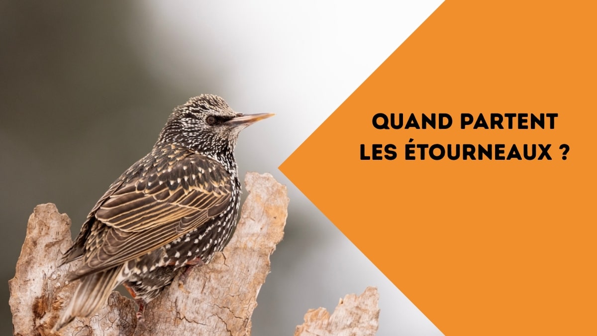 quand partent les étourneaux