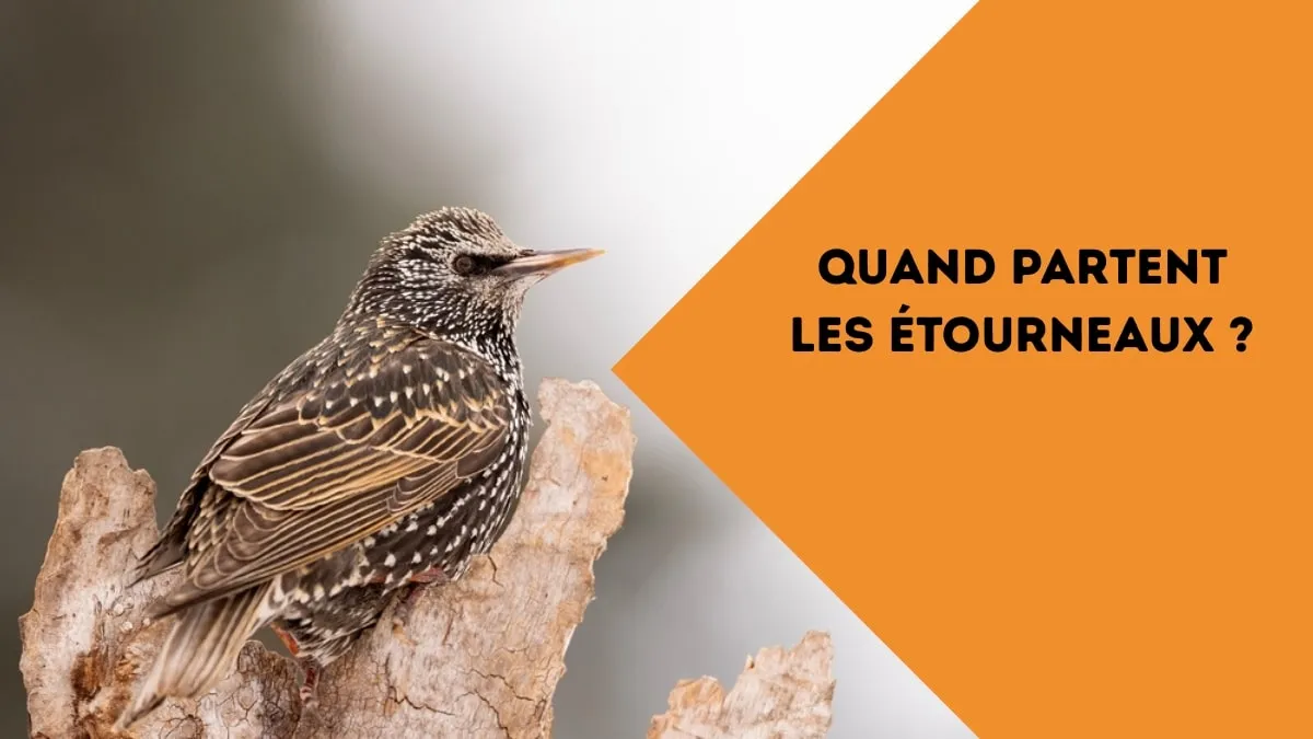 quand partent les étourneaux