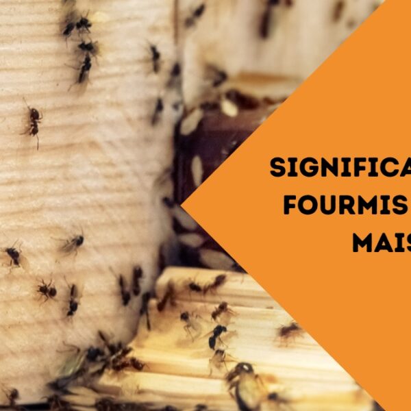 Fourmis dans la maison : une signification spirituelle liée à leur présence