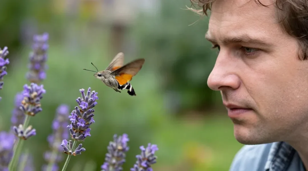 papillon colibri